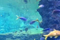 IMG-20250617-WA0011