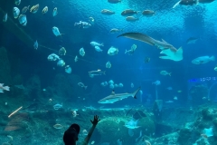 IMG-20250615-WA0036