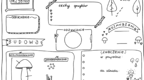 Czytaj więcej o: Metodyczna innowacja na lekcjach biologii